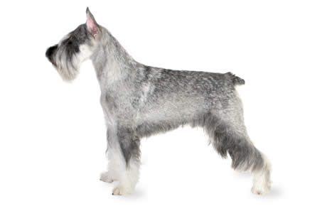 Standard Schnauzer Standard Schnauzer Dog Breed Information Pictures Characteristics