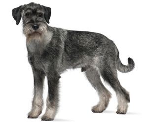 Standard Schnauzer Pet Grooming Products amp Tips WahlPetscom Care for My Dog