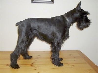 Standard Schnauzer Standard Schnauzer Dog Breed Information and Pictures