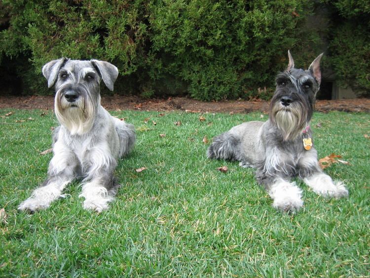 Standard Schnauzer httpsuploadwikimediaorgwikipediaen227Sta