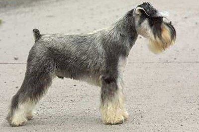 Standard Schnauzer Standard Schnauzer Dog Breed Information on Standard Schnauzers