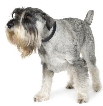 Standard Schnauzer Standard Schnauzers What39s Good About 39Em What39s Bad About 39Em