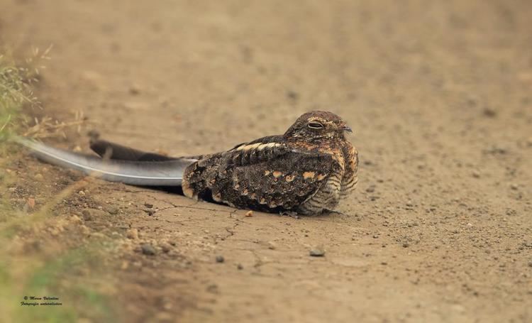 Standard-winged nightjar Standardwinged Nightjar Caprimulgus longipennis videos photos