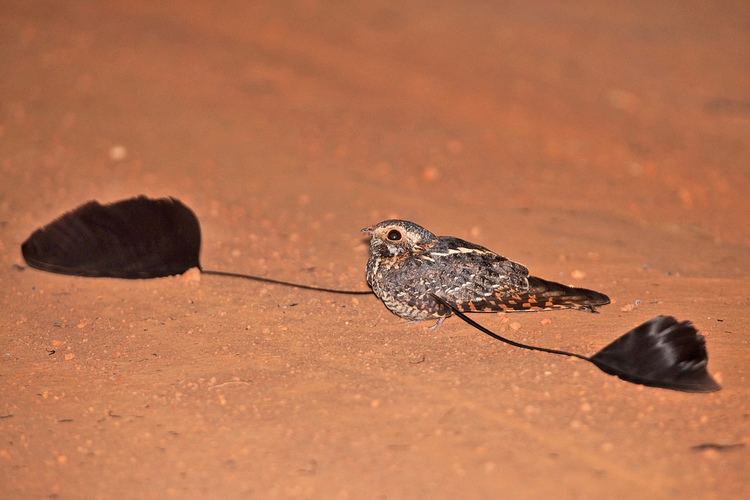 Standard-winged nightjar Standardwinged Nightjar Photo credit NatureUganda MFNP Flickr