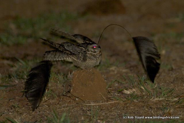 Standard-winged nightjar Roughly the shape of a potato Standardwinged Nightjar wikipedia