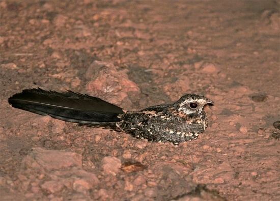 Standard-winged nightjar Standardwinged Nightjar BirdForum Opus