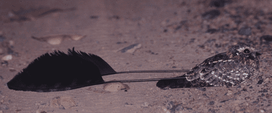 Standard-winged nightjar Let39s do Some Zoology Standard Winged Nightjar Macrodipteryx