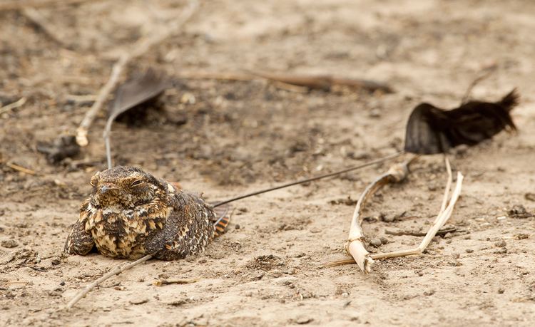 Standard-winged nightjar FileStandardwinged Nightjar 3jpg Wikimedia Commons