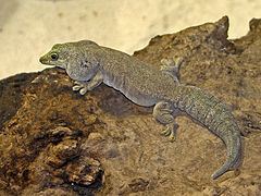 Standing's day gecko httpsuploadwikimediaorgwikipediacommonsthu