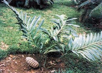 Stangeria E stangeria eriopus Cycads for Africa Buy Cycads and seeds online