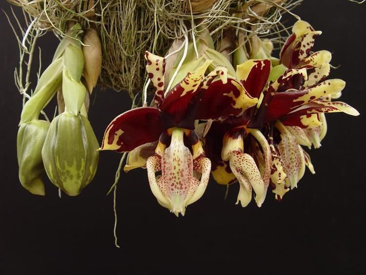 Stanhopea Stanhopea nigro violacea presented by Orchids Limited