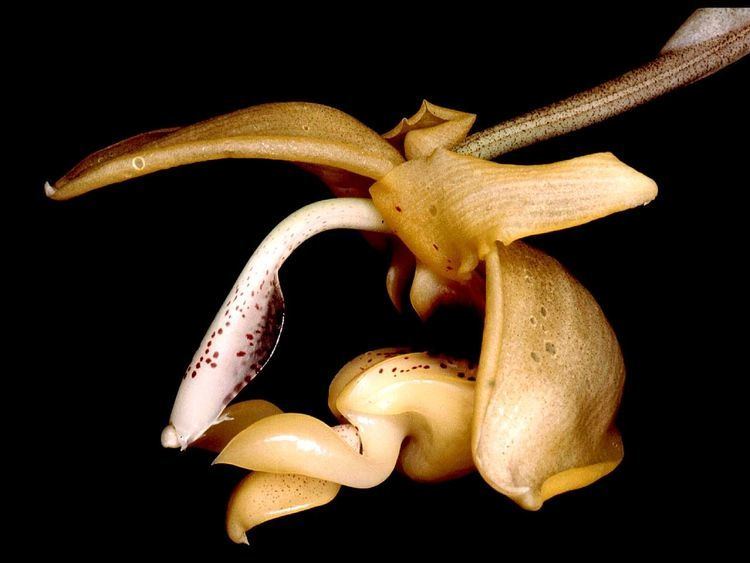 Stanhopea anfracta httpsuploadwikimediaorgwikipediacommonsaa