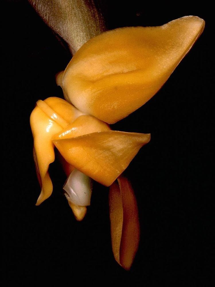 Stanhopea annulata