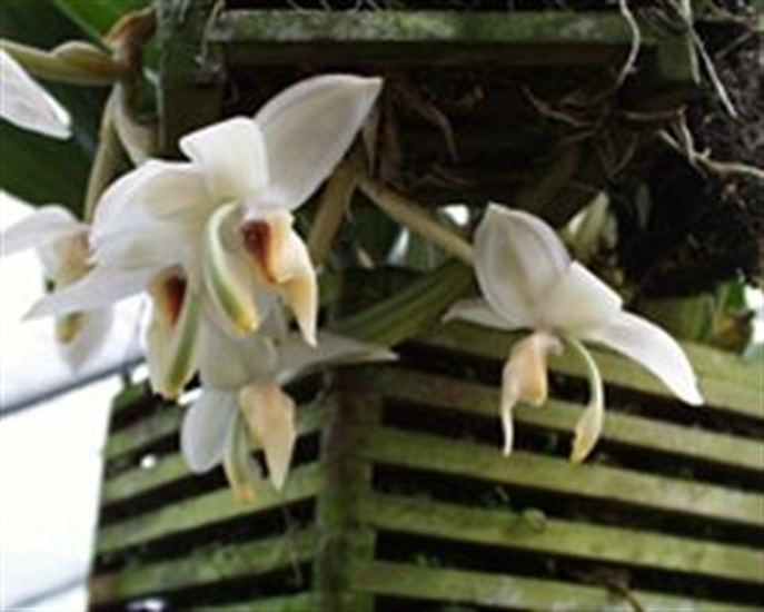Stanhopea candida Stanhopea candida presented by Orchids Limited