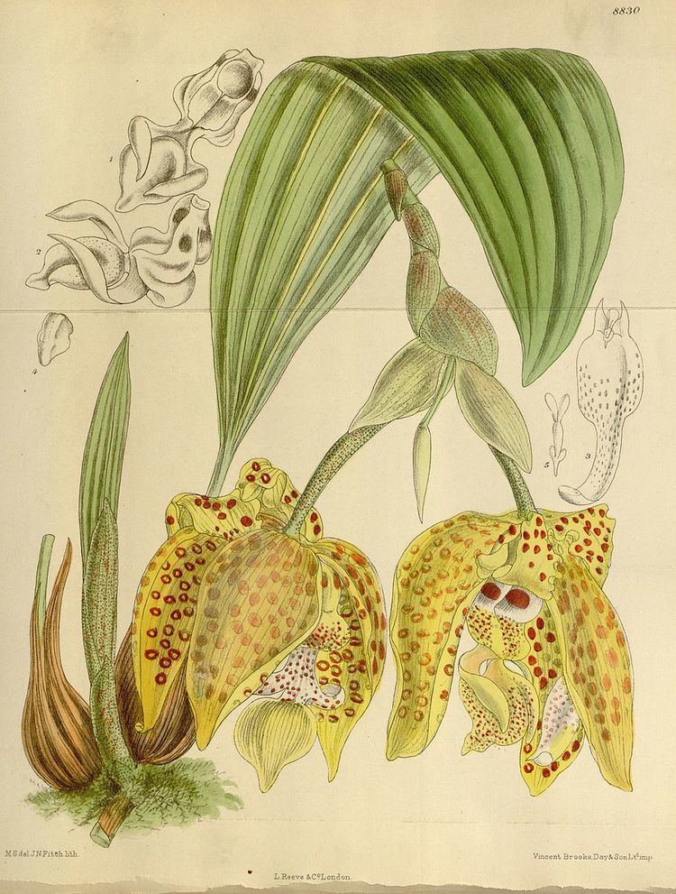 Stanhopea costaricensis