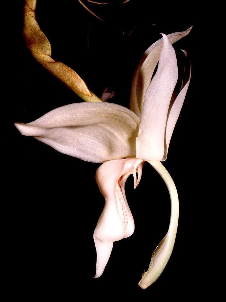 Stanhopea grandiflora