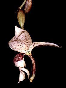 Stanhopea insignis httpsuploadwikimediaorgwikipediacommonsthu