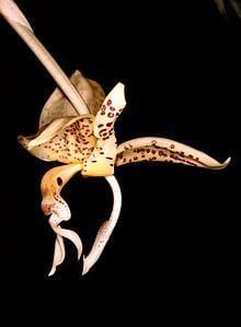 Stanhopea oculata httpsuploadwikimediaorgwikipediacommonsthu