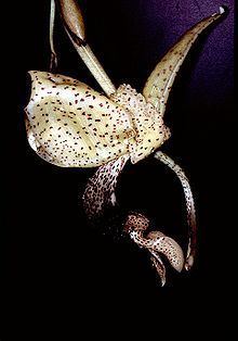 Stanhopea platyceras httpsuploadwikimediaorgwikipediacommonsthu