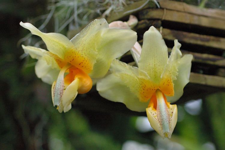 Stanhopea saccata IOSPE PHOTOS