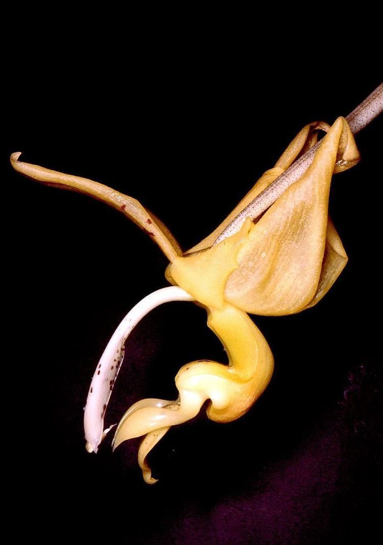 Stanhopea stevensonii
