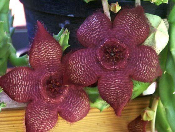 Stapelia grandiflora wwwexoticplantsdeauktionsbilderStapeliagrand