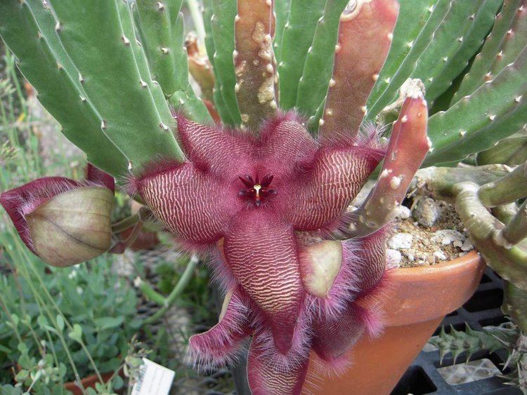 Stapelia grandiflora Stapelia grandiflora Apocynaceae Starfish Flower