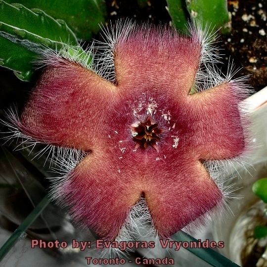 Stapelia grandiflora Stapelia grandiflora