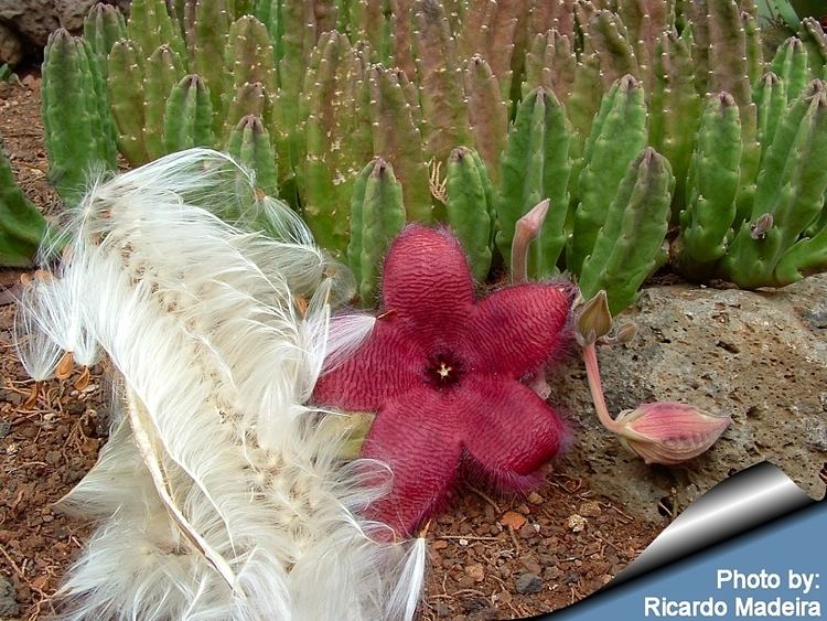 Stapelia grandiflora Stapelia grandiflora