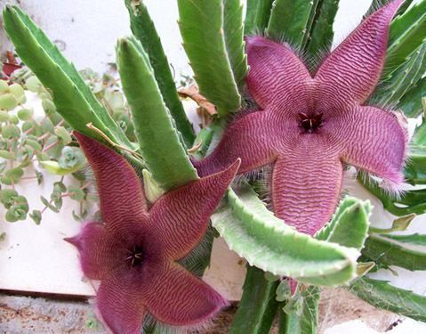 Stapelia grandiflora Piante Stapelia Stapelia variegata Stapelia hirsuta Stapelia