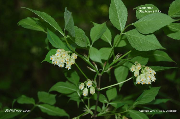 Staphylea US Wildflower American Bladdernut Staphylea trifolia
