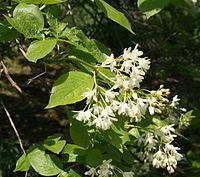Staphylea colchica httpsuploadwikimediaorgwikipediacommonsthu