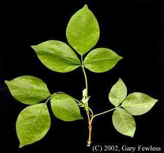 Staphylea trifolia Trees of Wisconsin Staphylea trifolia American bladdernut