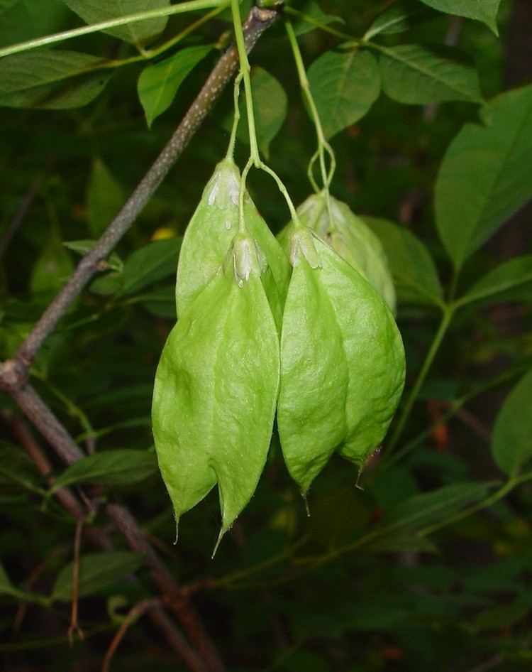 Staphylea trifolia Staphylea trifolia American bladdernut Go Botany