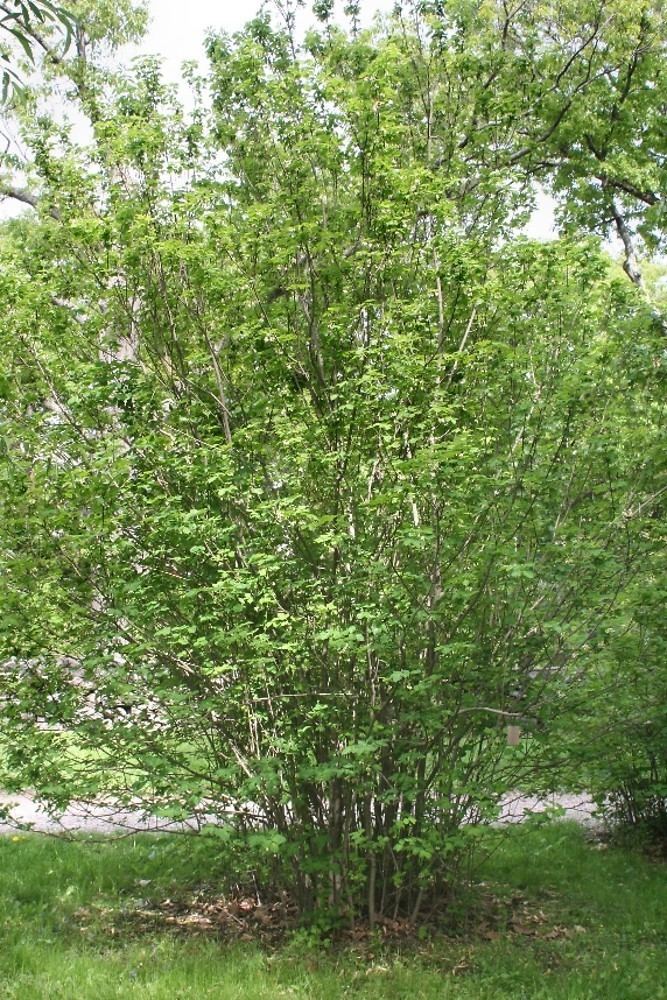 Staphylea trifolia Staphylea trifolia American bladdernut Go Botany