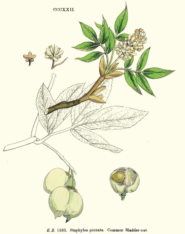 Staphyleaceae Angiosperm families Staphyleaceae DC Lindl