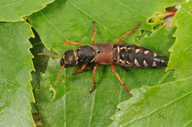 Staphylinus Staphylinus caesareus Biopix photoimage 93165