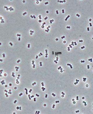 Staphylococcus arlettae wwwdsmzdemicroorganismsphotosDSM30634jpg