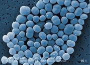 Staphylococcus carnosus konspektanetstudopediainfobaza101581171786414