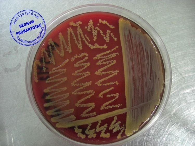 Staphylococcus chromogenes wwwtgw1916netimagesStaphylococcuschromogenesjpg