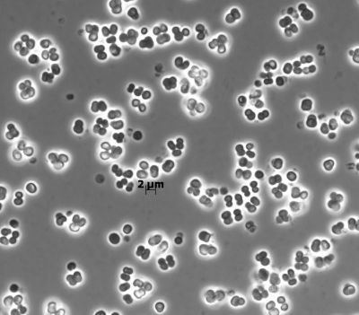 Staphylococcus hominis wwwdsmzdemicroorganismsphotosDSM30903jpg