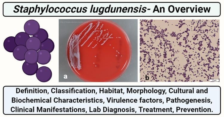 Staphylococcus lugdunensis Staphylococcus lugdunensis
