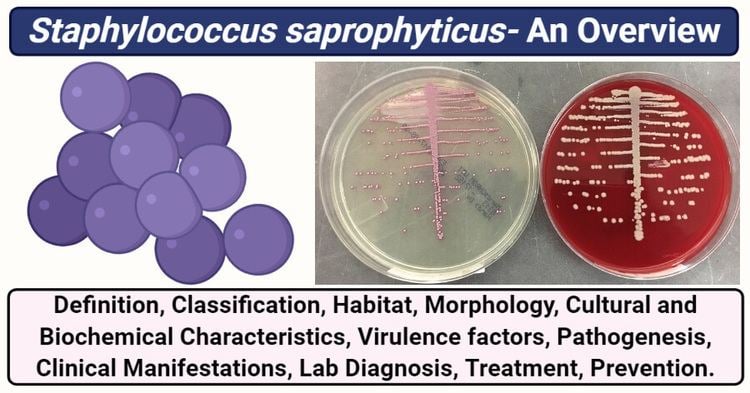 Staphylococcus saprophyticus on chromogenic agar (light pink) and blood agar (creamy bright)