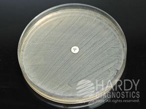 Staphylococcus saprophyticus species on agar plate