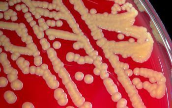 Staphylococcus sciuri microbecanvascomadminuploadsimagebacteriens
