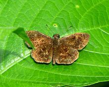 Staphylus (butterfly) httpsuploadwikimediaorgwikipediacommonsthu