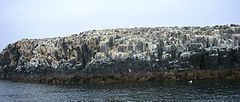 Staple Island httpsuploadwikimediaorgwikipediacommonsthu