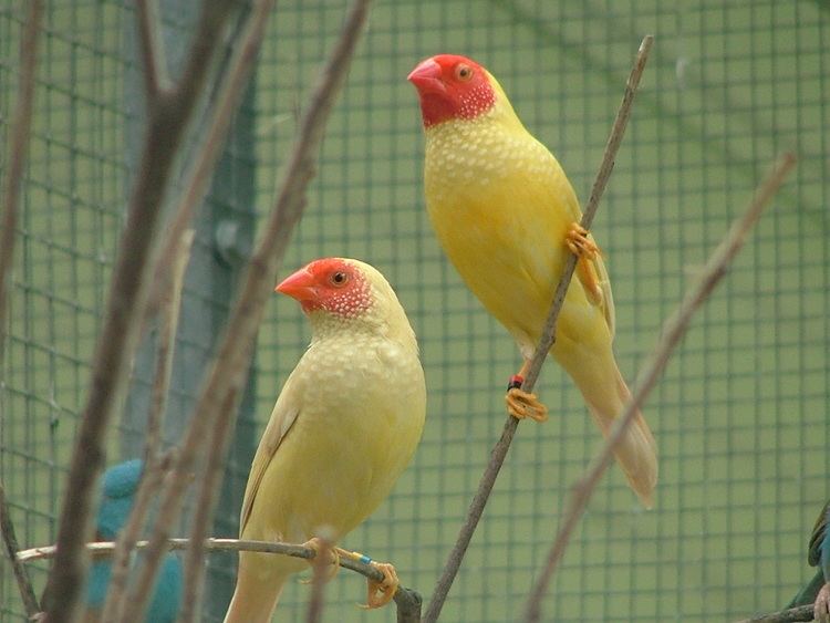 Star finch Star Finch Facts As Pets Care Feeding Behavior Pictures