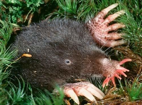 Star-nosed mole StarNosed Mole Big Tentacles Little Eyes Animal Pictures and