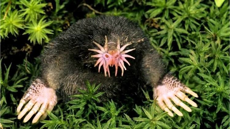 Star-nosed mole Star nosed mole YouTube